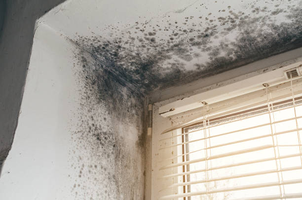 Affordable Crawl Space Mold Remediation solutions in New Hill, NC
